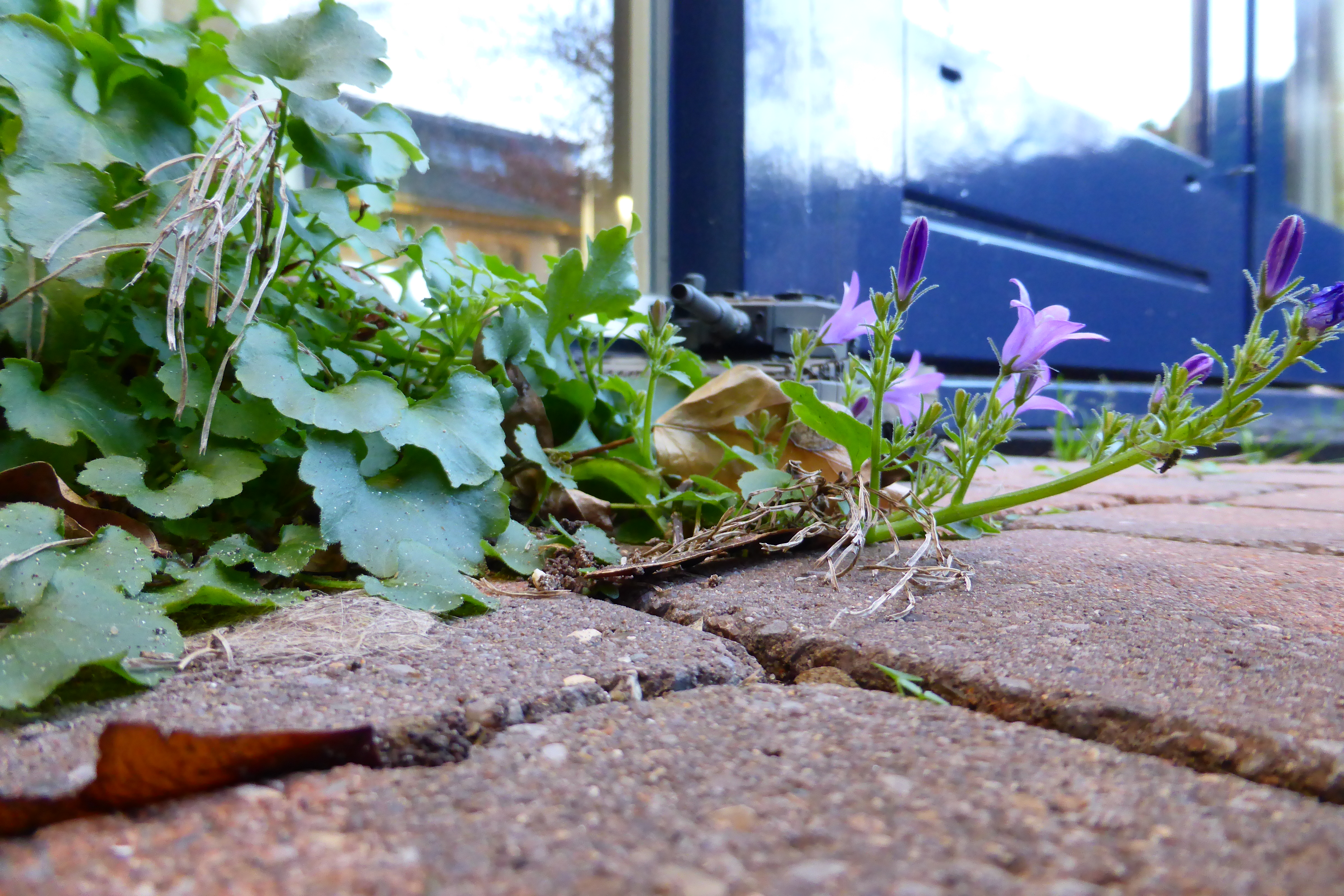 P1020546.JPG